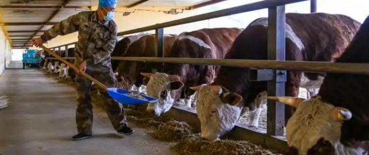 ×ðÁú¿Ê±(Öйú)ÈËÉú¾ÍÊDz«!